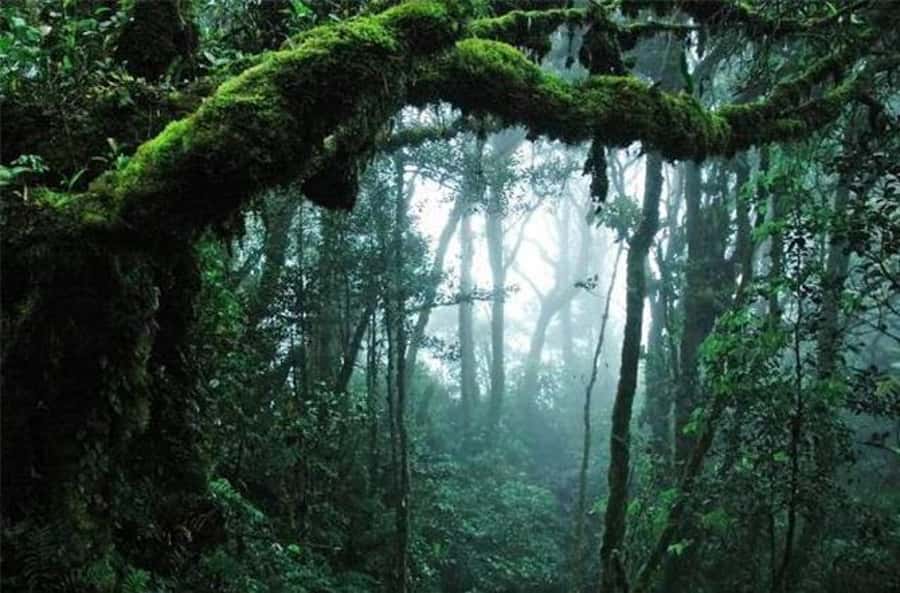 From Kuala Lumpur: Full Day Tour to Taman Negara - How the guide style shapes the day