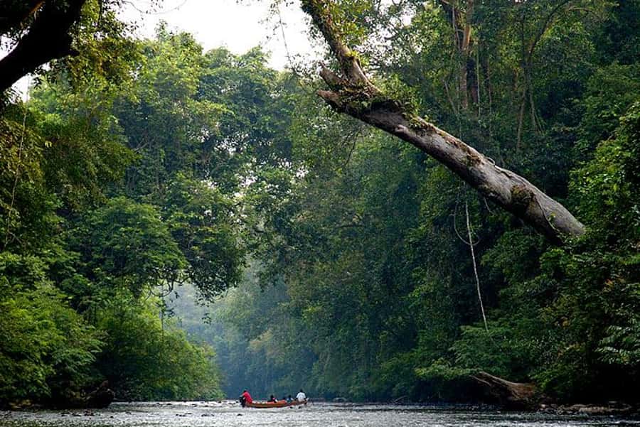 From Kuala Lumpur: Full Day Tour to Taman Negara - Price and value: what $185 buys you
