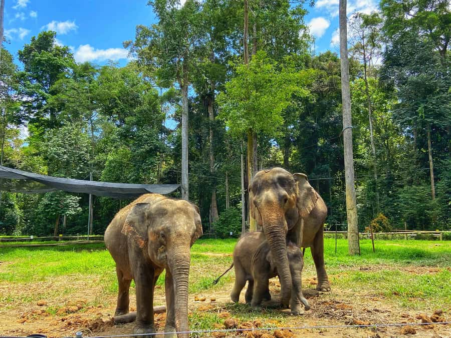 From Kuala Lumpur: Kuala Gandah Elephant Sanctuary Day Trip - A full-day wildlife and conservation mix from Kuala Lumpur