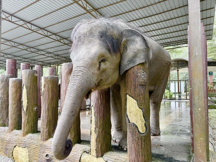 From Kuala Lumpur: Kuala Gandah Elephant Sanctuary Day Trip - Guides and group vibe, what the day feels like in real time