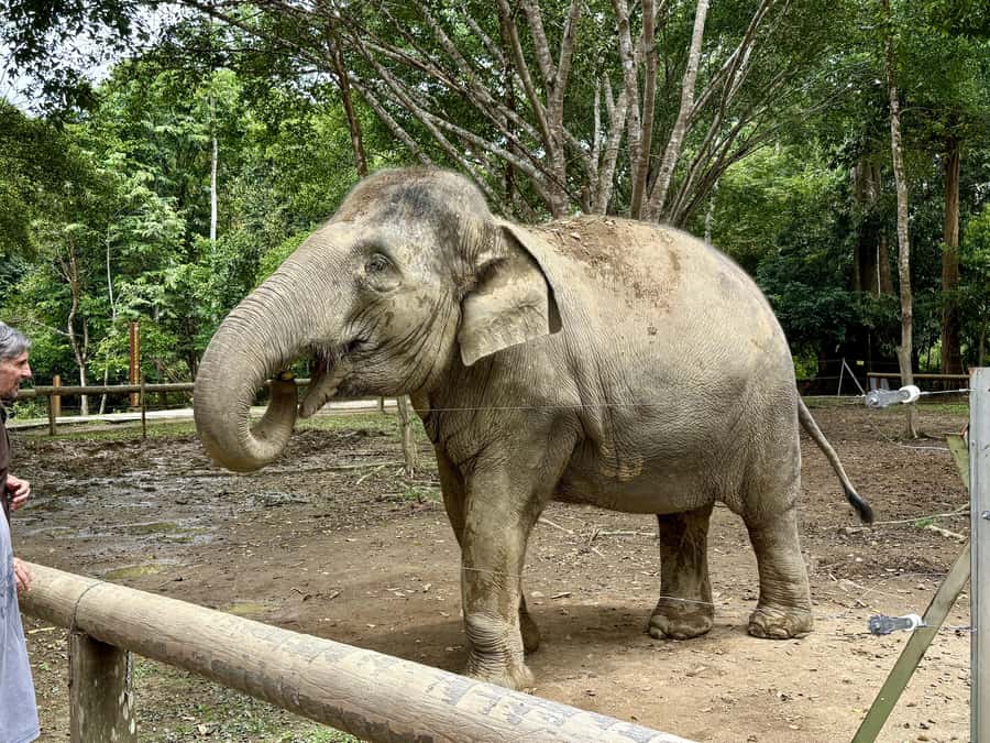 From Kuala Lumpur: Kuala Gandah Elephant Sanctuary Day Trip - Should you book the Kuala Gandah day trip from KL?