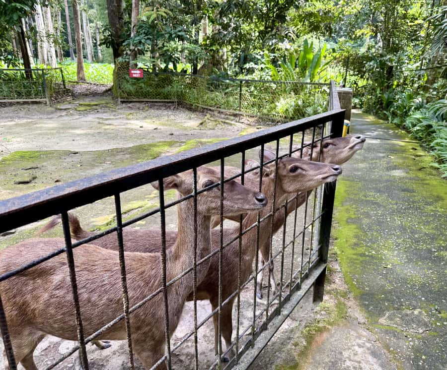 From Kuala Lumpur: Kuala Gandah Elephant Sanctuary Day Trip - Deerland Park at Lanchang Pahang, what you get beyond the elephants