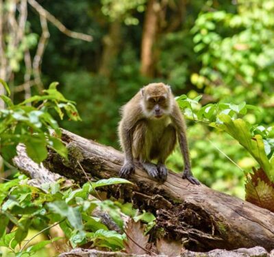 Taman Negara National Park Private Tour