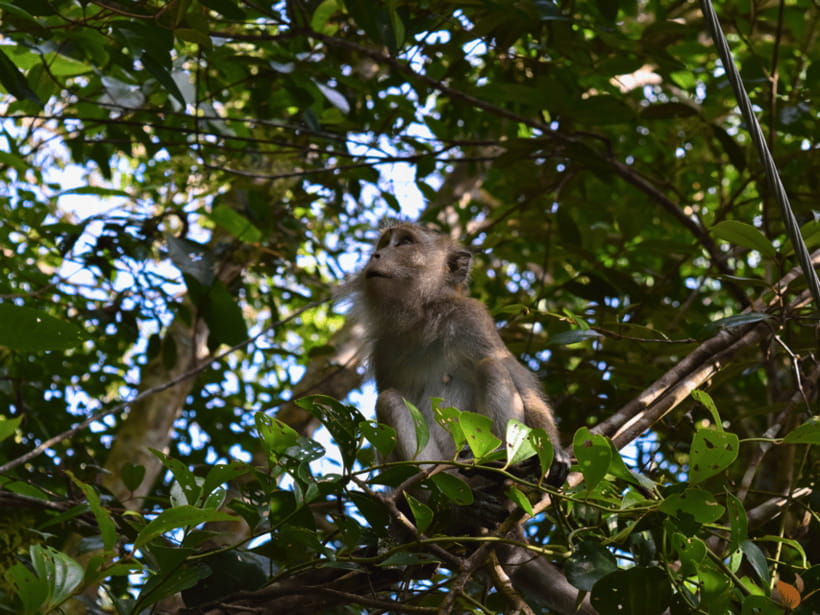 From Kuala Lumpur: Taman Negara National Park Private Tour - Tualang Tree: the giant you measure with your neck and your curiosity