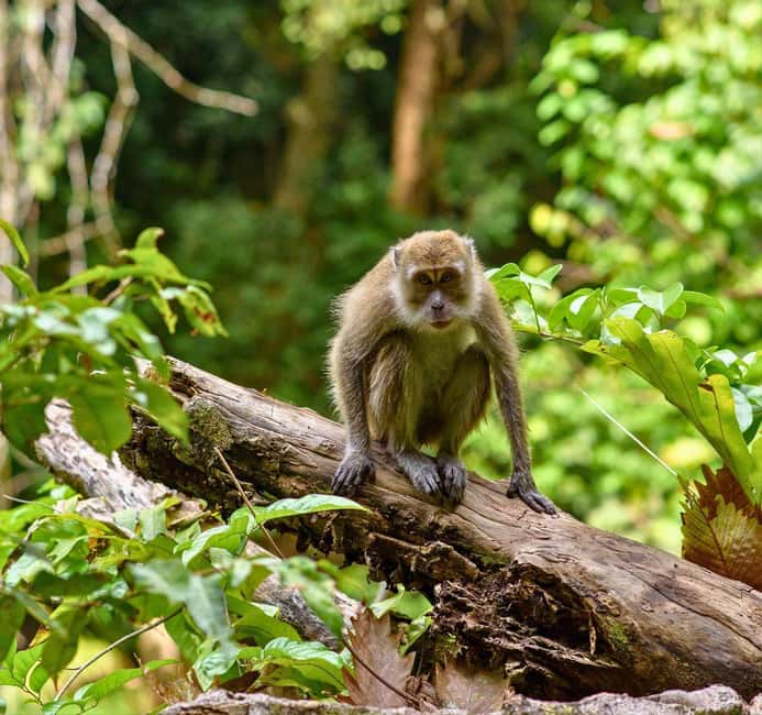 From Kuala Lumpur: Taman Negara National Park Private Tour - Kuala Lumpur to Taman Negara: a long road, so plan like a pro