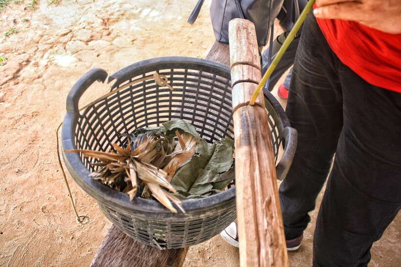 From Kuala Lumpur: Taman Negara National Park Trek Day Tour - Price and Logistics, Does $177 Make Sense?