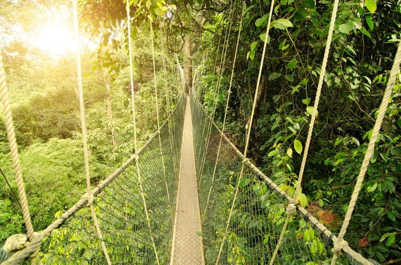 From Kuala Lumpur: Taman Negara Private Tour - A Canopy Walkway Above the Forest Floor