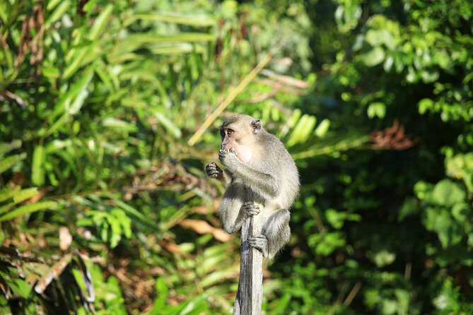 Full Day Bongawan River Cruise with Proboscis Monkey Sightseeing - From Kota Kinabalu Pickup to River Jetty: Timing That Helps Wildlife Viewing