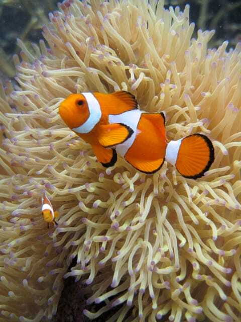 Full-Day Guided Snorkeling Tour from Kota Kinabalu - Key things you should clock before you go