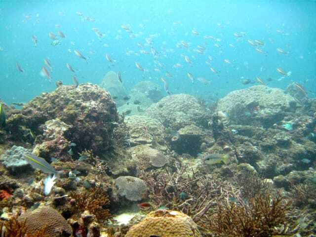Full-Day Guided Snorkeling Tour from Kota Kinabalu - What you do during snorkel time: fish ID, guide-led spotting, and staying relaxed