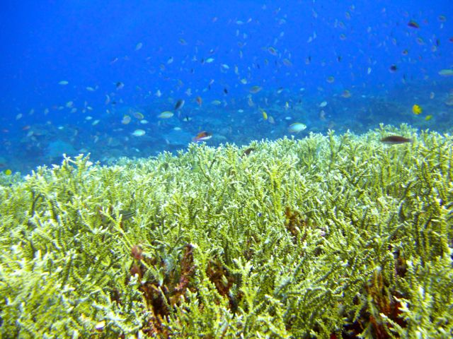 Full-Day Guided Snorkeling Tour from Kota Kinabalu - Lunch on the island café, plus how to use your break well