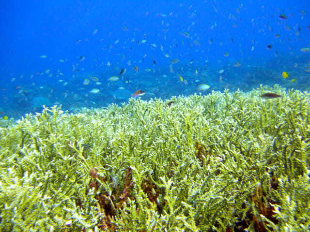 Full-Day Guided Snorkeling Tour from Kota Kinabalu - Meeting at DBKK Jetty at 8:45 AM, then walking or taxiing to the boats