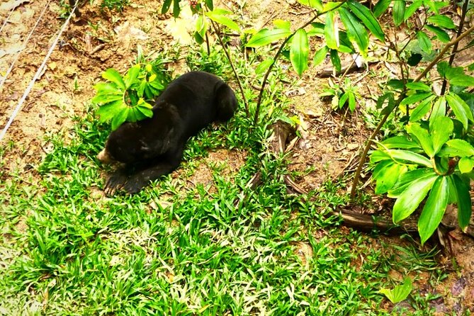 Full Day Orang Utan Sepilok, Proboscis Monkey, Sunbear, RDC - A full day in Sandakan that actually feels efficient