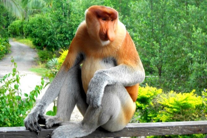 Full Day Orang Utan Sepilok, Proboscis Monkey, Sunbear, RDC - Labuk Bay Proboscis Monkey Sanctuary: catching the 11:30 feeding