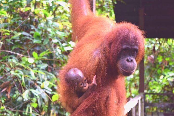 Full Day Orang Utan Sepilok, Proboscis Monkey, Sunbear, RDC - Price and value: what $210 buys you in a long wildlife day