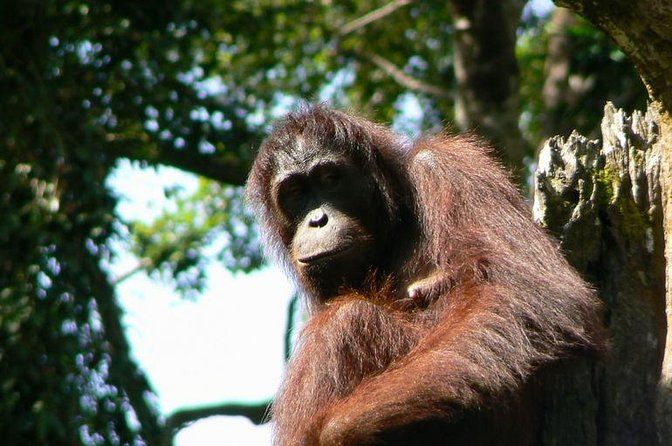Full-Day Sepilok Orangutan and Sandakan City Trail from Kota Kinabalu - Key highlights and why they matter