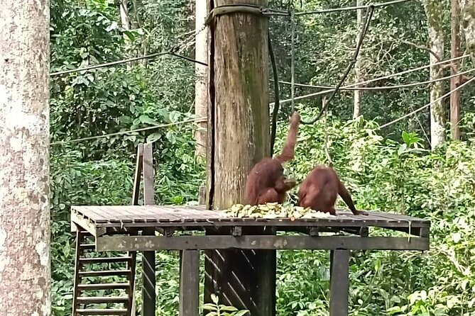 Full-Day Sepilok Orangutan and Sandakan City Trail from Kota Kinabalu - Lunch that keeps you fueled, not stuck