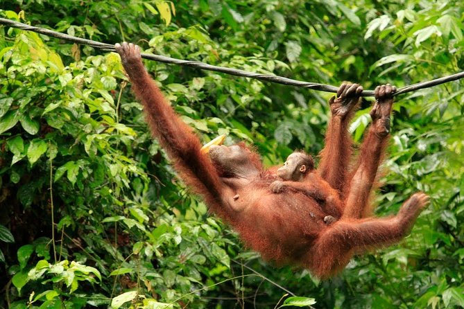 Full-Day Sepilok Orangutan and Sandakan City Trail from Kota Kinabalu - Who should book this full-day Sepilok and Sandakan trail