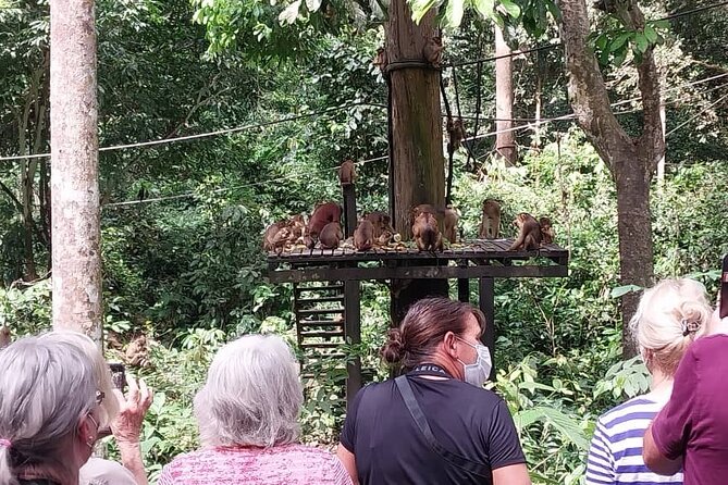 Full-Day Sepilok Orangutan and Sandakan City Trail from Kota Kinabalu - Getting there from Kota Kinabalu: what your flight times should protect