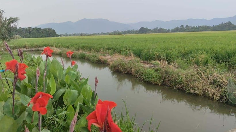 George Town: Balik Pulau Countryside Morning Cycling Tour - Key things that make this tour worth your morning