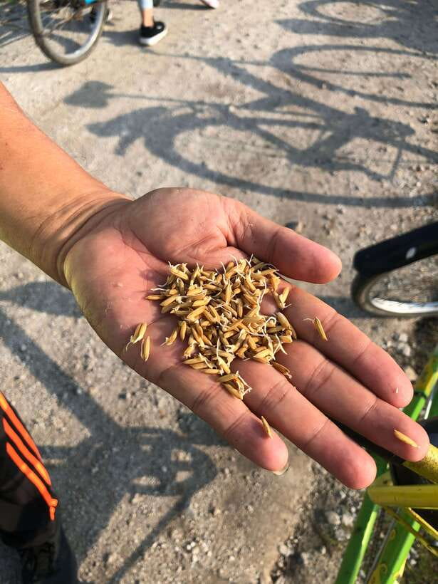 George Town: Balik Pulau Countryside Morning Cycling Tour - Balik Pulau countryside on a bike: why it feels different from Georgetown