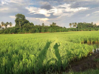 Balik Pulau Countryside Morning Cycling Tour