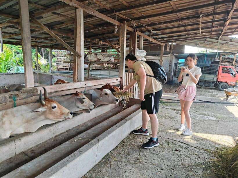 George Town: Balik Pulau Countryside Morning Cycling Tour - Bikes, comfort, and the heat reality