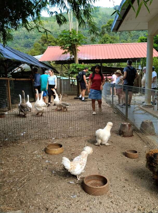 George Town, Penang: Malay Countryside Cycling - From 6b Lebuh Pantai to the Bike Center, the Morning Flow