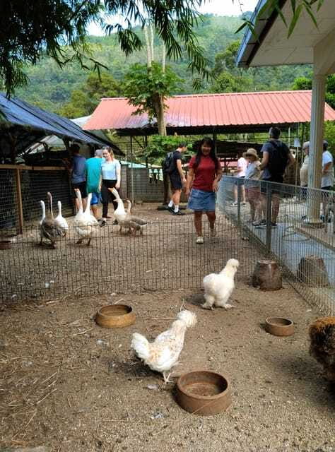 George Town, Penang: Malay Countryside Cycling - Wildlife and Animal Encounters: Fun, Plus a Reality Check