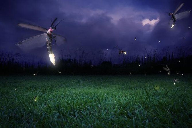 Glowing Kuala Selangor Firefly Tour - Why Kuala Selangor fireflies feel like a different planet