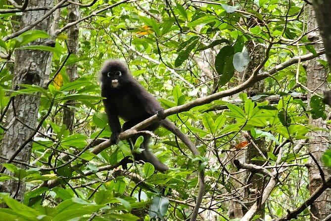 Half-day 4 Hours Kilim Mangrove Kayaking (Without hotel pickups) - Stop 1 at Gua Kelawar bat cave: limestone first, then wildlife context