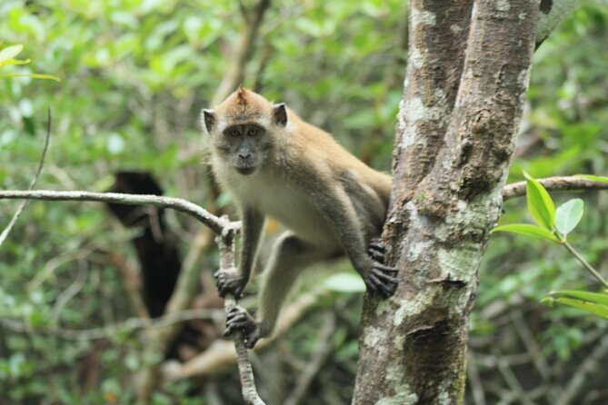 Half-Day Geopark Cruise from Langkawi - Start at Tanjung Rhu, and plan your morning like a local