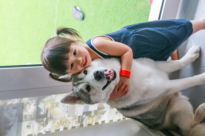 Huskitory Connecting People and Dogs - Price and value in Melaka: $11.71 for an hour with Huskies