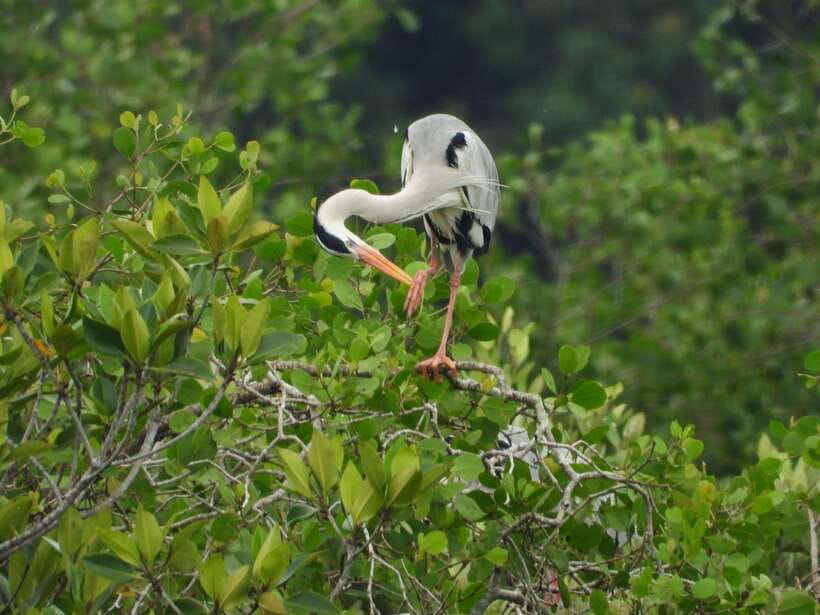 Johor: Sungai Lebam Kayaking with Transfer - Wildlife viewing tips that actually help