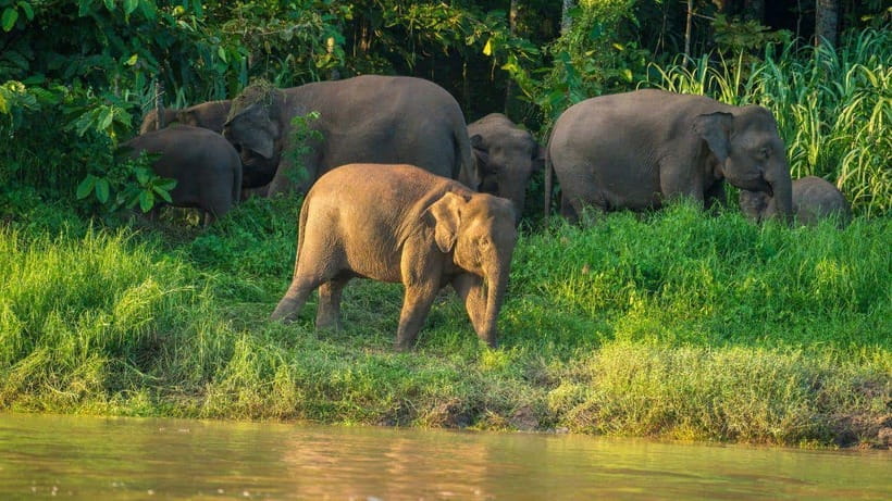 Kinabatangan River Trip from Sandakan with Lunch Included - Key Things to Know Before You Go