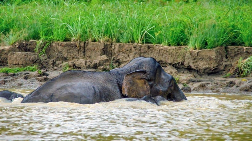 Kinabatangan River Trip from Sandakan with Lunch Included - Why a Kinabatangan Day Trip From Sandakan Is a Smart Use of Time