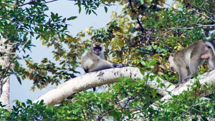Kinabatangan River Trip from Sandakan with Lunch Included - Who Should Book This Kinabatangan Trip, and Who Might Want a Different Plan