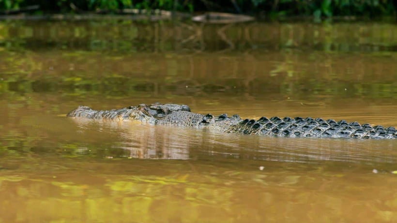 Kinabatangan River Trip from Sandakan with Lunch Included - The Sepilok Orang Utan Sanctuary Stop and Included Jungle Resort Lunch