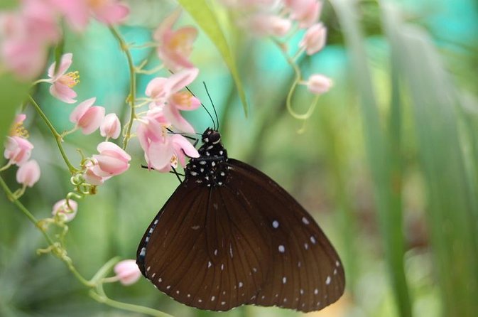 KL Butterfly Park Admission with Kuala Lumpur Famous Landmarks - Morning Logistics: Pickup, Timing, and What 3.5 Hours Really Means