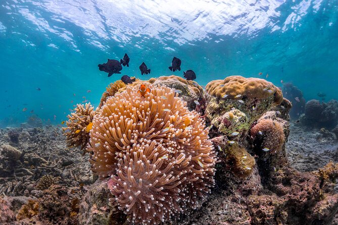 Kota Kinabalu Leisure Scuba Diving Trip (3 Dives) - Tunku Abdul Rahman Marine Park: The reef plan behind the magic