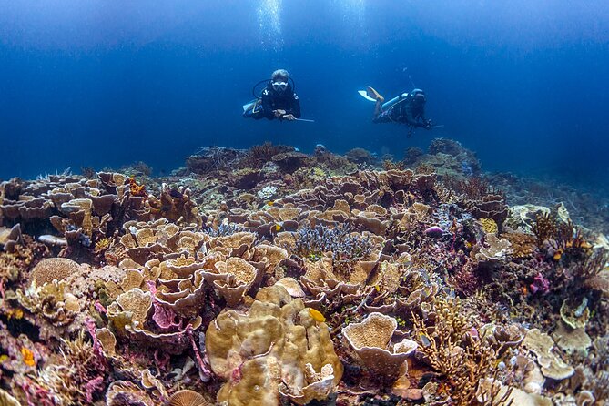 Kota Kinabalu Leisure Scuba Diving Trip (3 Dives) - 3 underwater sessions across 3 reef sites: The flow of the full day