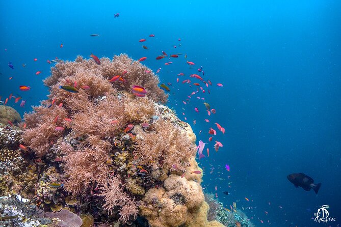 Kota Kinabalu Leisure Scuba Diving Trip (3 Dives) - The PADI instructor factor: Help you can feel in the water