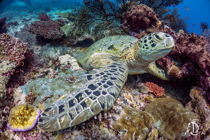 Kota Kinabalu Leisure Scuba Diving Trip (3 Dives) - What you’ll do on the island during the break