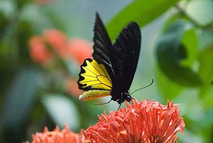 Kuala Lumpur: Bird Park, Butterfly & Garden Private Tour - Why This KL Bird, Butterfly, and Garden Tour Feels Like a Best-of Nature Day
