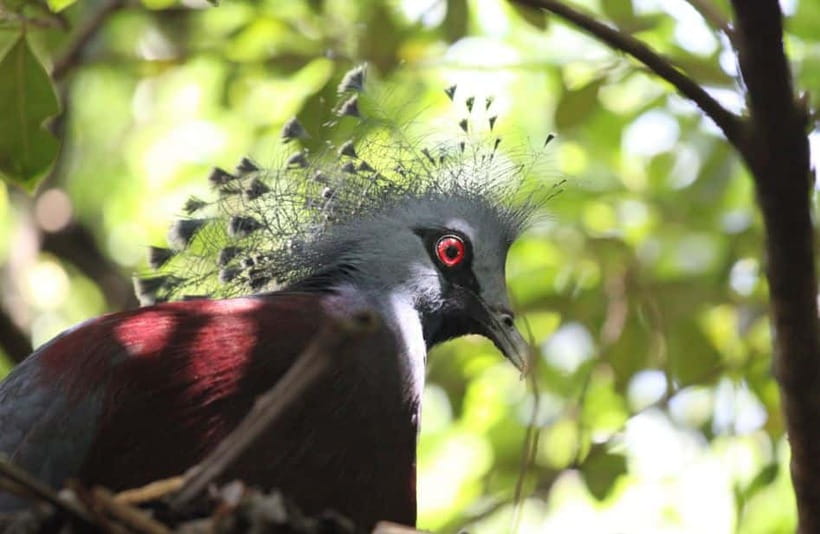 Kuala Lumpur: Bird Park, Butterfly & Garden Private Tour - KL Bird Park: the walk-in free-flight aviary and the show schedule