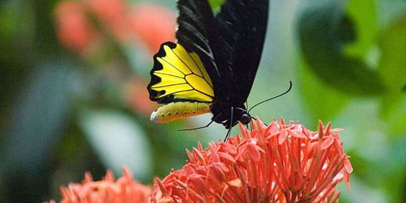 Kuala Lumpur: Bird Park, Butterfly & Garden Private Tour - Asean Garden and Lake Garden on the way back: scenery without extra tickets