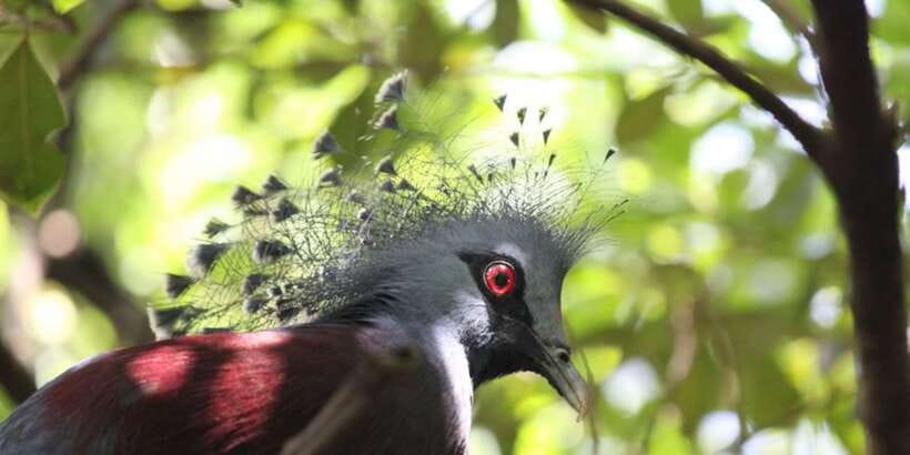 Kuala Lumpur: Bird Park, Butterfly & Garden Private Tour - Transport, private guides, and what you should verify