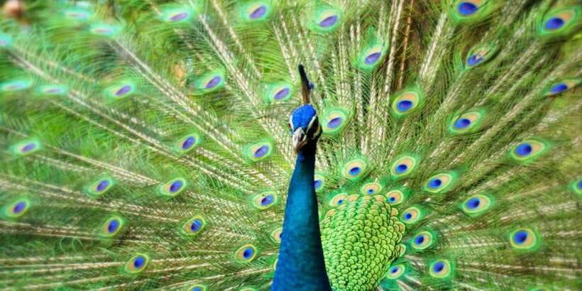 Kuala Lumpur: Bird Park, Butterfly & Garden Private Tour - Price and value: is $79 per person a fair deal?