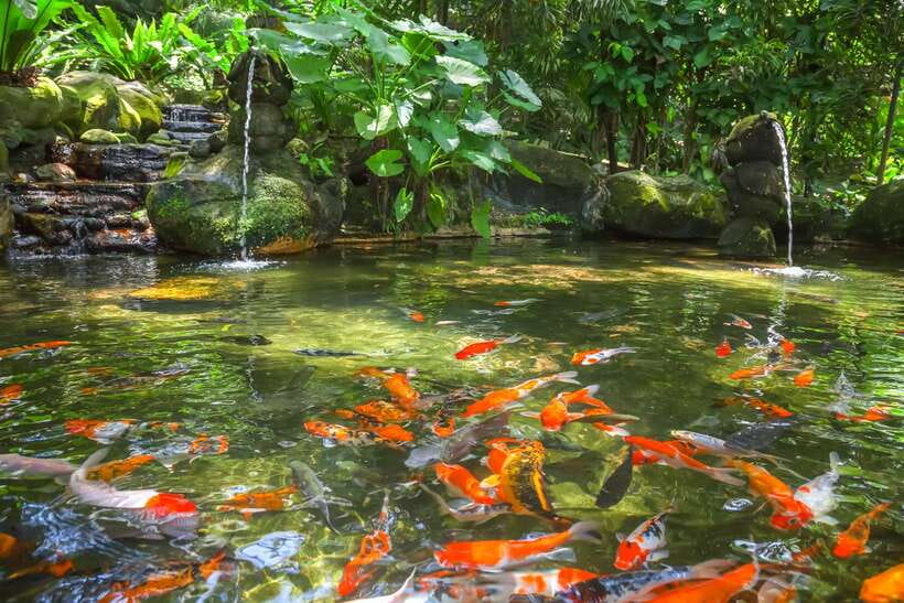 Kuala Lumpur: Bird Park Day Ticket & 1-Way Transfer - Key things to know before you go