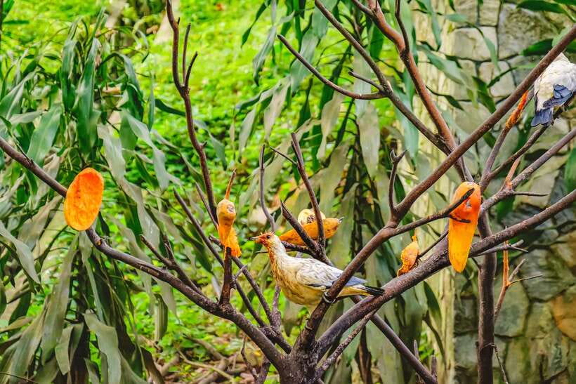 Kuala Lumpur: Bird Park Day Ticket & 1-Way Transfer - Why Kuala Lumpur Bird Park feels different from a normal zoo